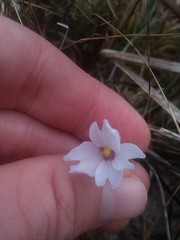 Pinguicula planifolia
