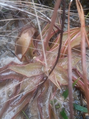 Pinguicula planifolia