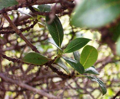 Coprosma menziesii