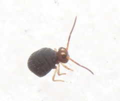 Polykatianna sminthurina