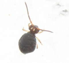Polykatianna sminthurina