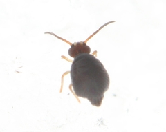 Polykatianna sminthurina
