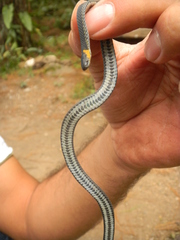 Ringneck Coffee Snake photo 4