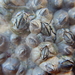 Fragile Barnacle - Photo (c) Ryan Watson, some rights reserved (CC BY), uploaded by Ryan Watson