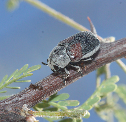 Megalostomis subfasciata