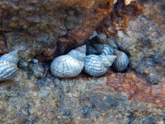 Echinolittorina placida