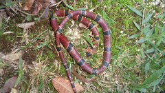 Pliocercus elapoides