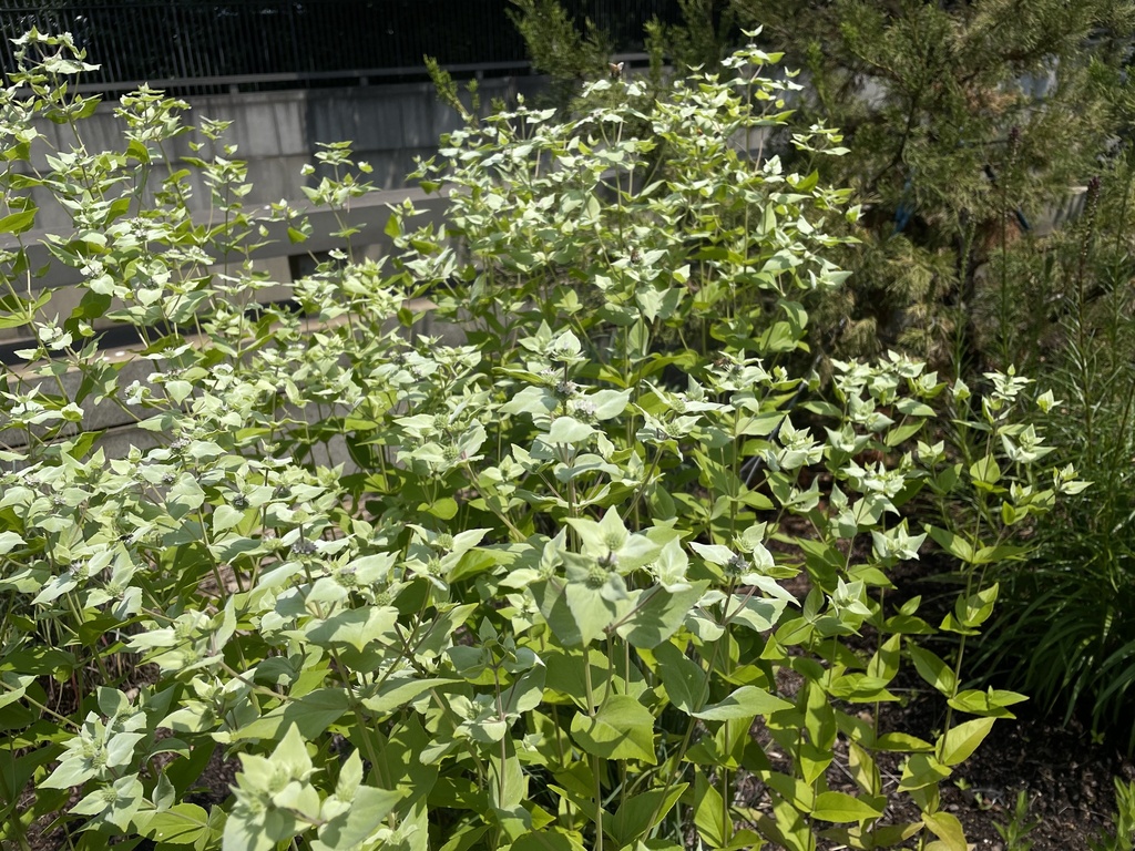 mountain-mint-from-national-mall-and-memorial-parks-us-dc-district-of