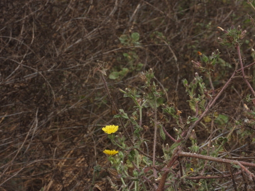 iNaturalist observation photo of bristly oxtongue