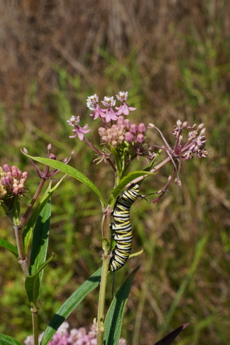 Monarch photographed in Indiana