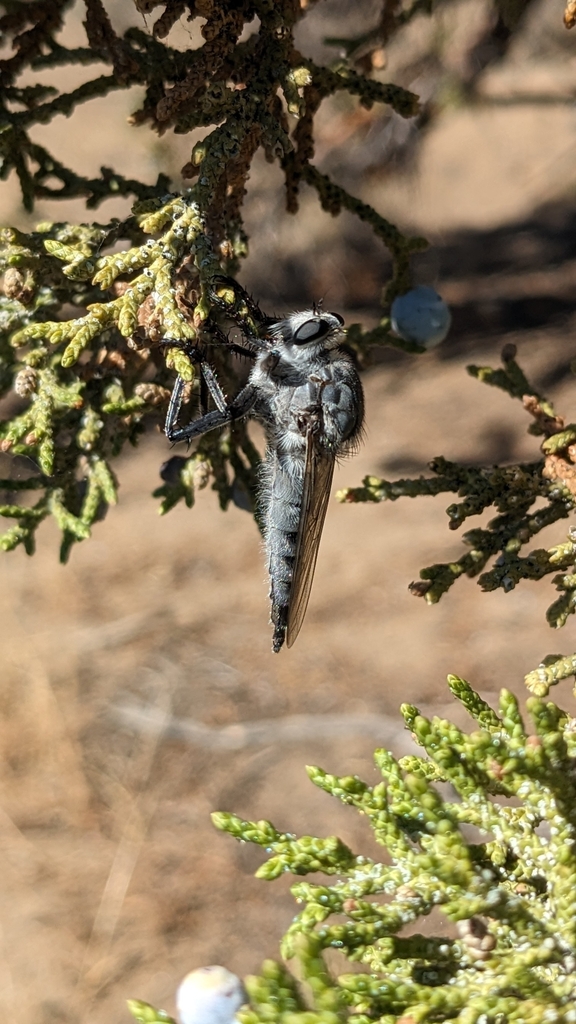 Gray Lion Fly