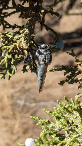 Gray Lion Fly
