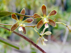 Encyclia patens