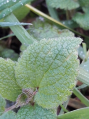 Lamium purpureum