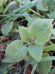 Lamium purpureum