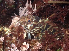 Mussel Blenny photo 2