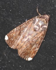 Callyna monoleuca