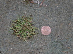 Cyperus subsquarrosus