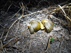 Natalina cafra