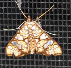 Glyphodes canthusalis