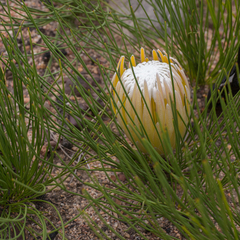 Protea lorea