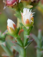Ruschia tenella