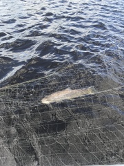 Salmo salar