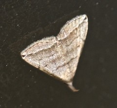 Lysimelia lenis