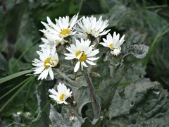 Senecio smithii