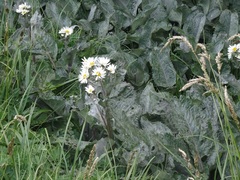 Senecio smithii