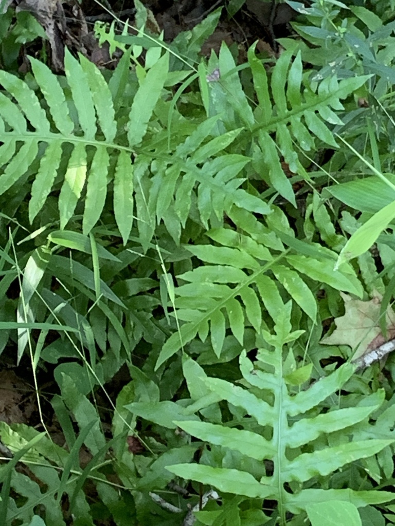 netted chain fern from East, Winston-Salem, NC, US on August 13, 2023 ...