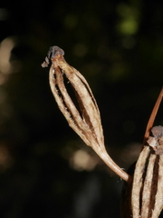 Gastrodia cunninghamii