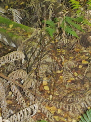 Gastrodia cunninghamii