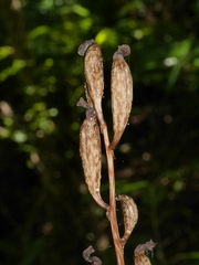 Gastrodia cunninghamii