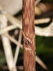 Gastrodia cunninghamii
