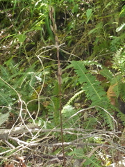 Gastrodia cunninghamii