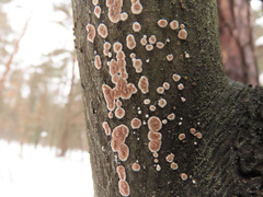 Cylindrobasidium evolvens