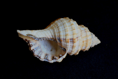 Monoplex parthenopeus