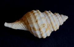 Monoplex parthenopeus