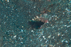 Cryptocentrus fasciatus