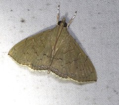 Hyalobathra crenulata