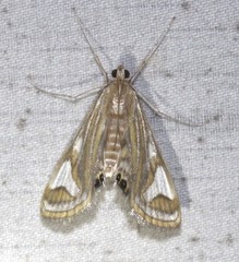 Strepsinoma foveata
