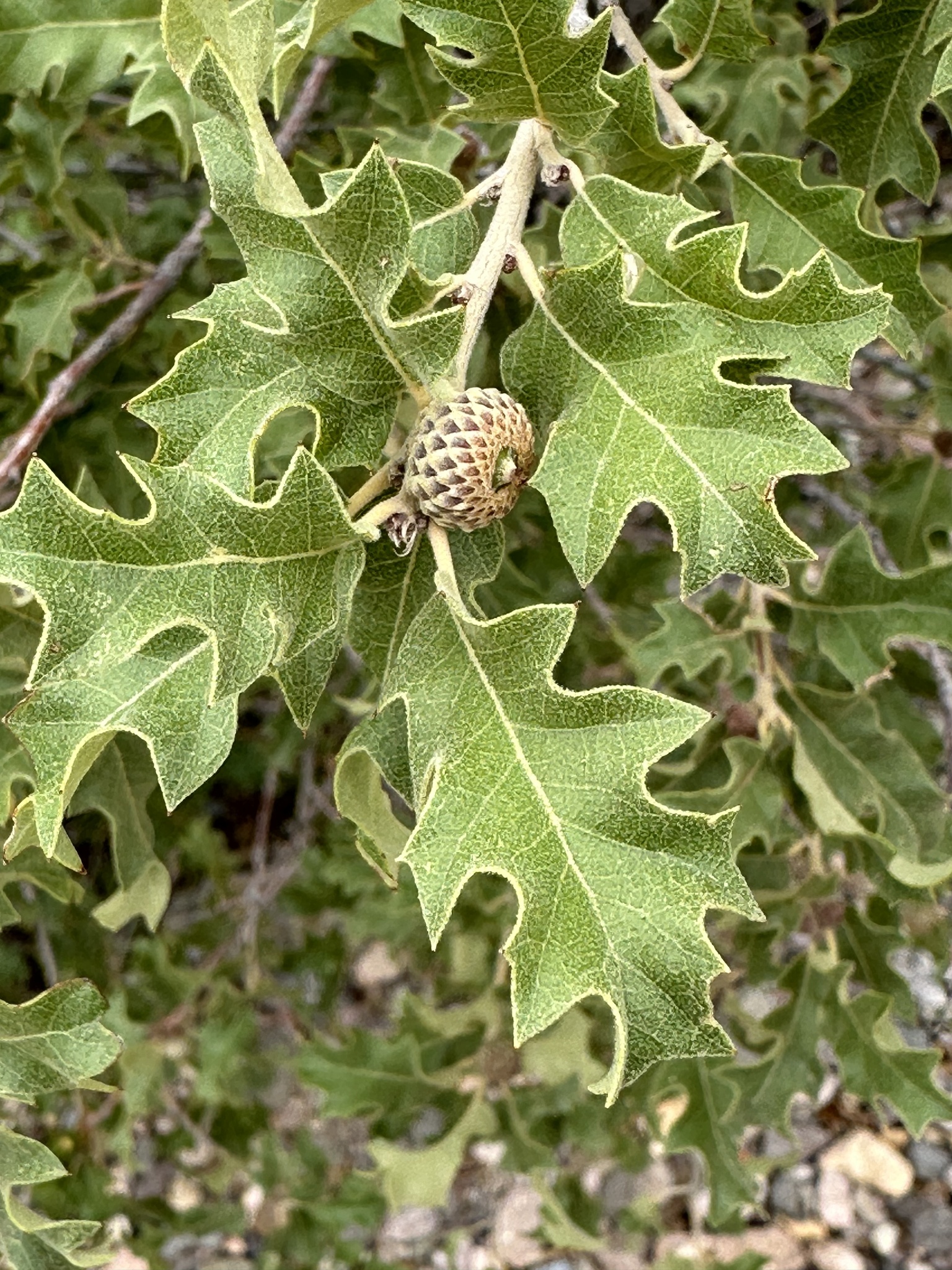 Quercus pungens