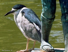 Nycticorax nycticorax