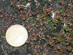 Crassula aquatica