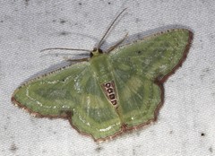 Metallochlora lineata