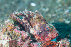 Dendrochirus brachypterus