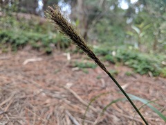 Carex phleoides