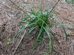 Carex phleoides