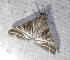 Phrataria replicataria